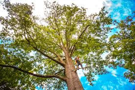 Reliable Emigration Canyon, UT Tree Care Solutions