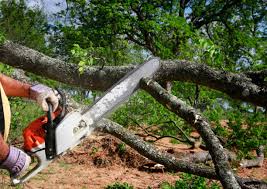 Best Arborist Consultation Services  in Emigration Canyon, UT