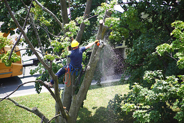 Best Tree Risk Assessment  in Emigration Canyon, UT