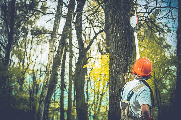 How Our Tree Care Process Works  in  Emigration Canyon, UT